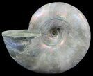 Silver Iridescent Ammonite (Desmoceras) - Madagascar #51511-1